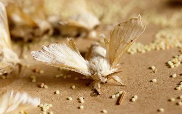 蠶種場蠶架設備